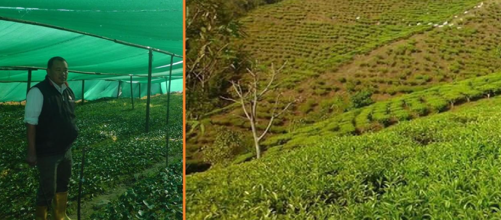 people-ridiculed-our-tea-plantation-now-they-envy-us-story-of-tea-producer-rai