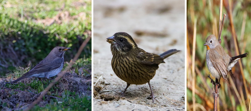 three-new-bird-species-sighted-at-rara