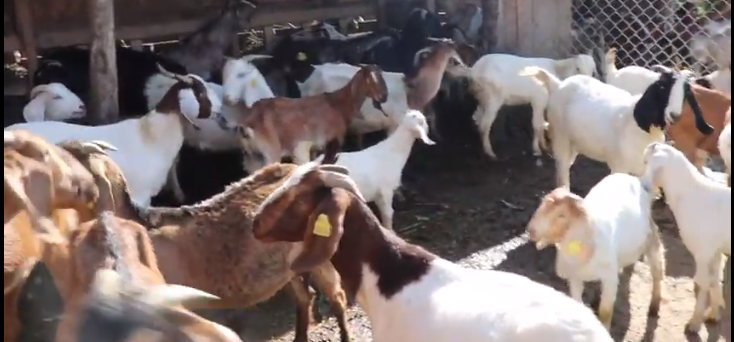 korea-returnee-starts-goat-farming-targets-to-earn-rs-3-million-a-year