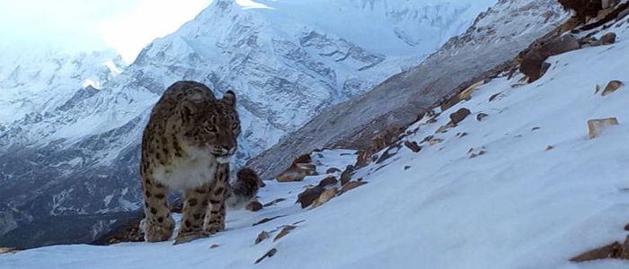 livestock-insurance-programme-to-save-snow-leopard