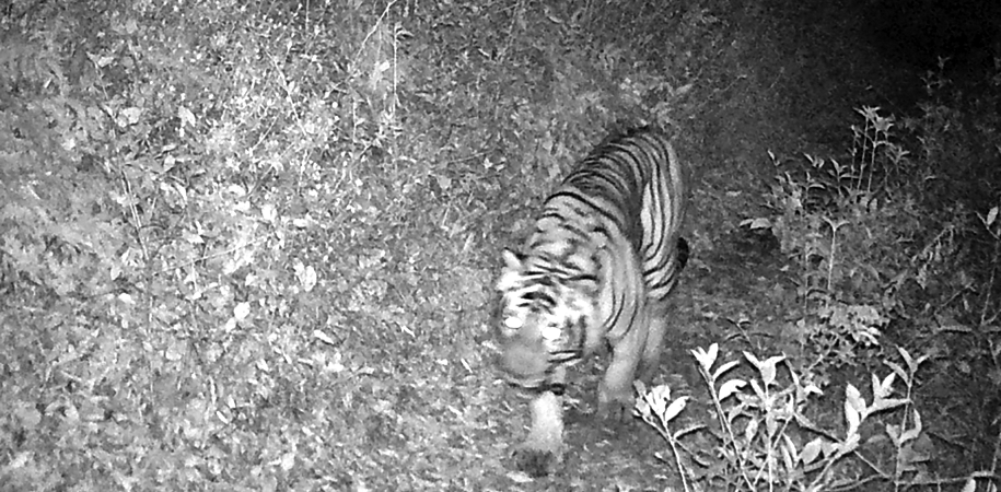bengal-tiger-spotted-at-an-altitude-of-3165m-in-ilam