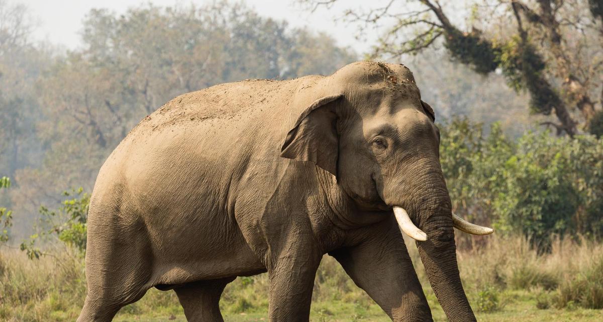wild-elephant-kills-one-in-sunsari
