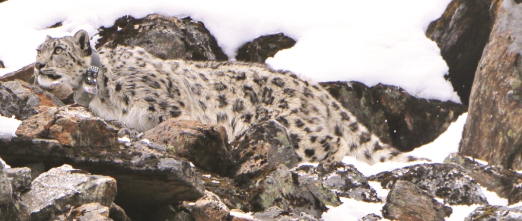 number-of-wild-animals-rise-in-shey-phoksundo-national-park