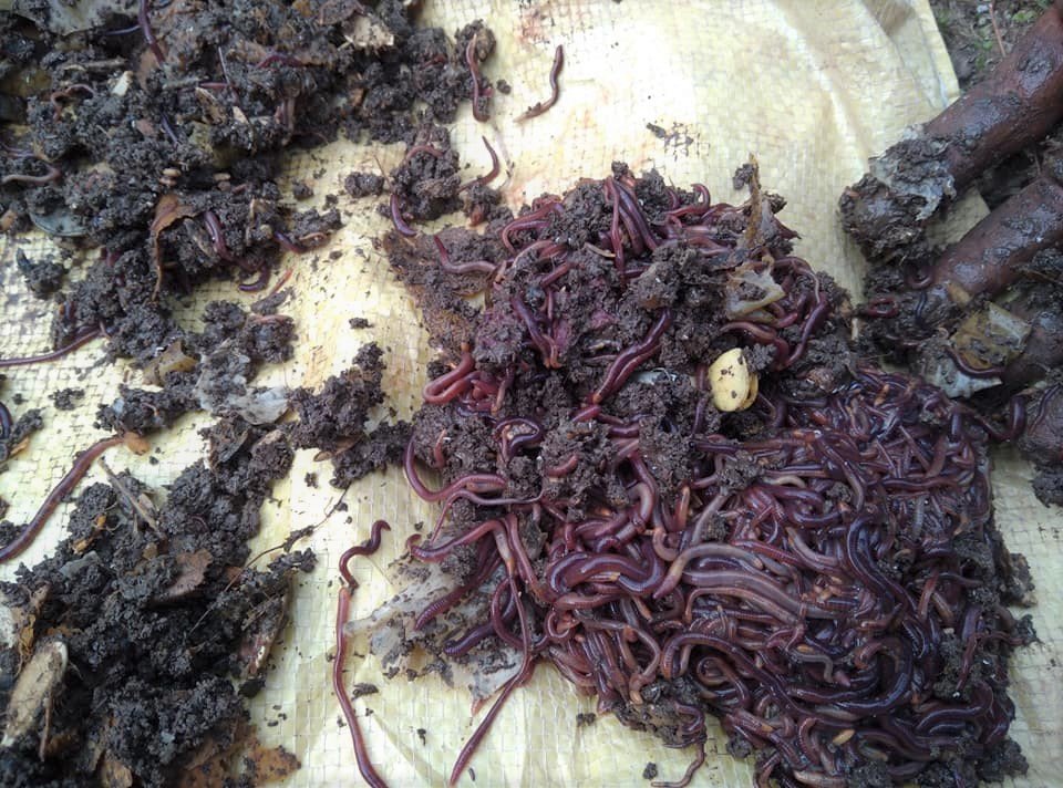gulf-returnee-youth-of-baglung-starts-earthworm-production-earns-rs-1mln-a-year-from-agriculture