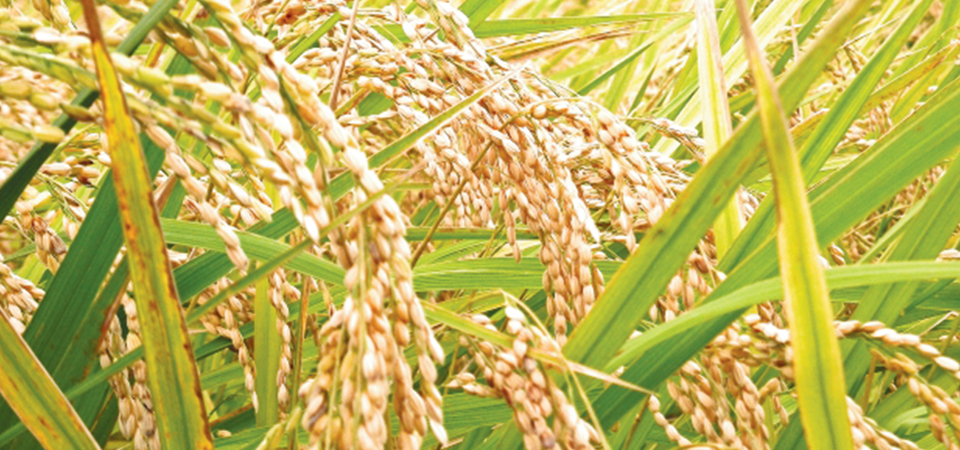 paddy-yield-sets-new-record-at-562-million-tonnes
