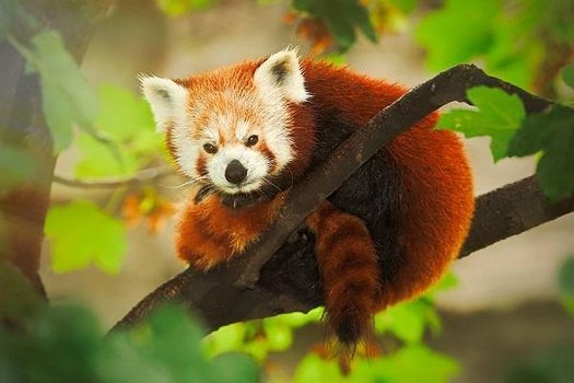 endangered-red-panda-in-crisis-with-forest-fire-ravaging-wildlife-habitat