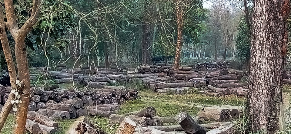 timbers-worth-million-rupees-decaying-in-community-forest