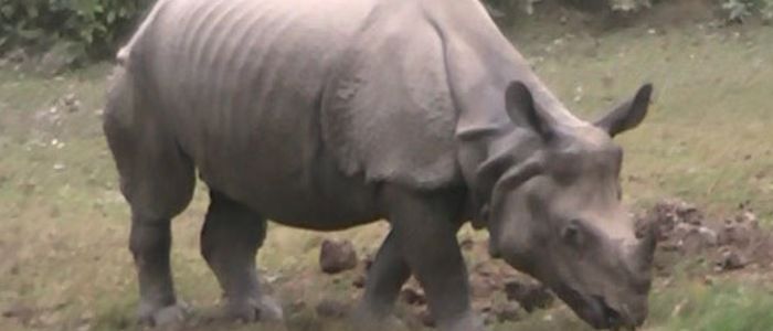 rhino-horn-found