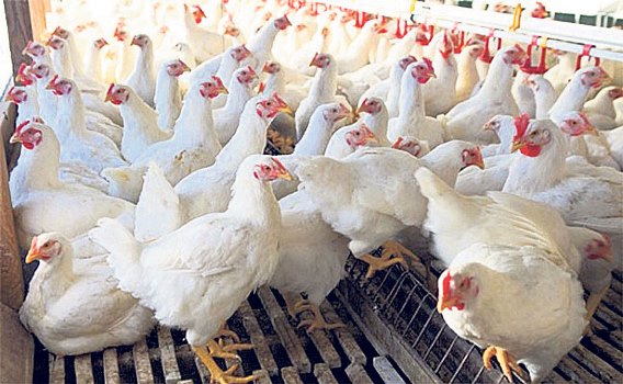 govt-bans-poultry-import-from-india-in-fear-of-bird-flu