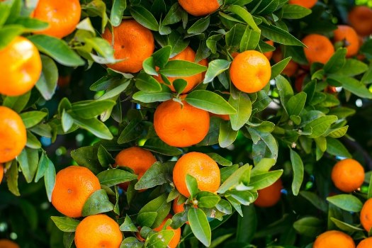 pest-control-broadens-smiles-of-orange-farmers