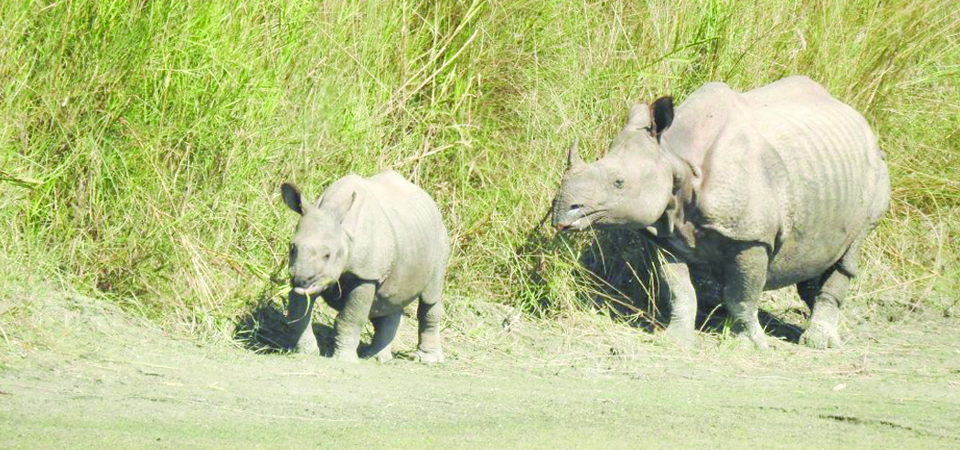 rhino-population-reaches-36-in-bardiya-park