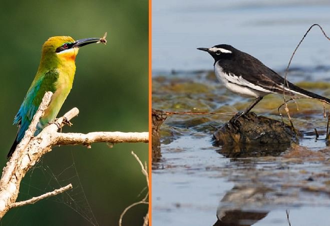 bird-population-declines-in-karnali-and-badhaiyataal-area-photo-feature