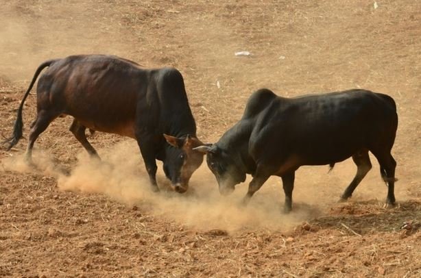 bullfight-in-nuwakot-on-maghe-sankranti-31-pairs-of-bulls-registered