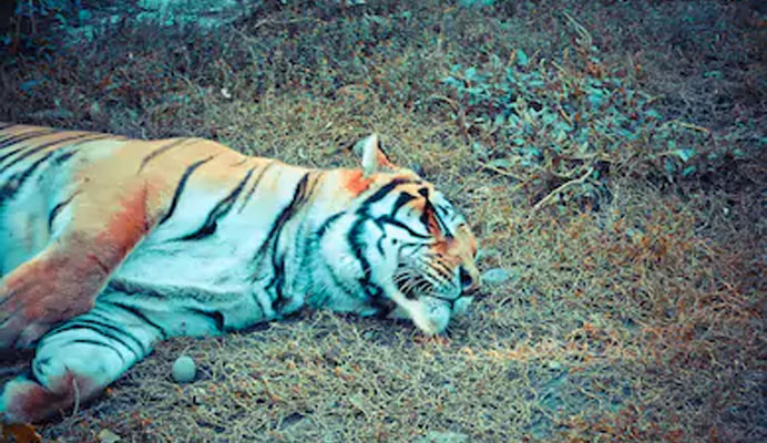 tiger-leopard-cat-found-dead-in-chitwan-tanahun