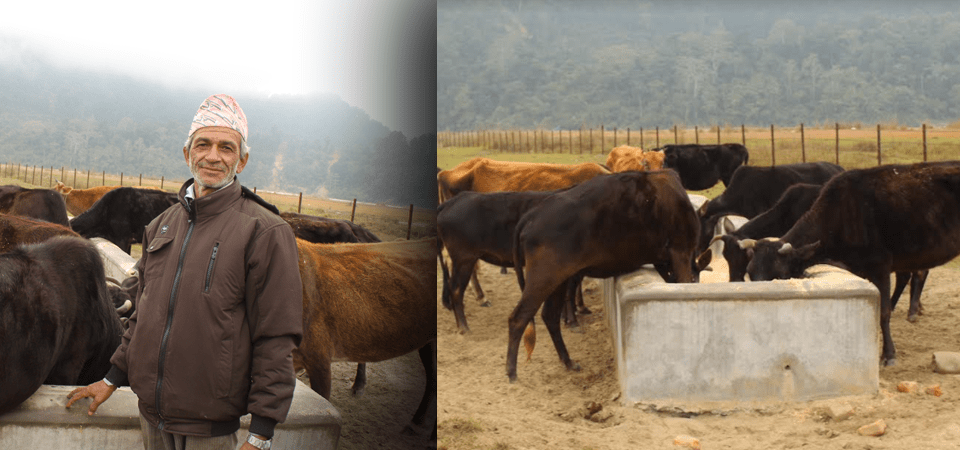 elderly-sapkota-taking-care-of-old-abandoned-cattle