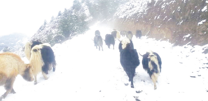snowfall-affects-humla-yak-farmers