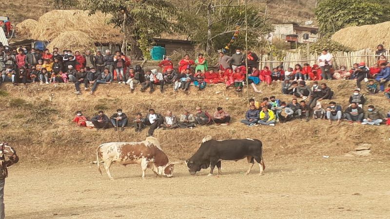 bullfight-held-in-dhading-to-mark-maghe-sankranti