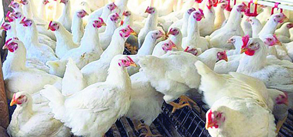 health-experts-call-for-precautionary-measures-against-bird-flu-outbreak