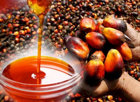 indias-prohibition-on-import-of-palm-oil-ruins-nepali-industries