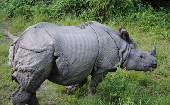 rhinoceros-attack-injures-one-in-nawalparasi-east