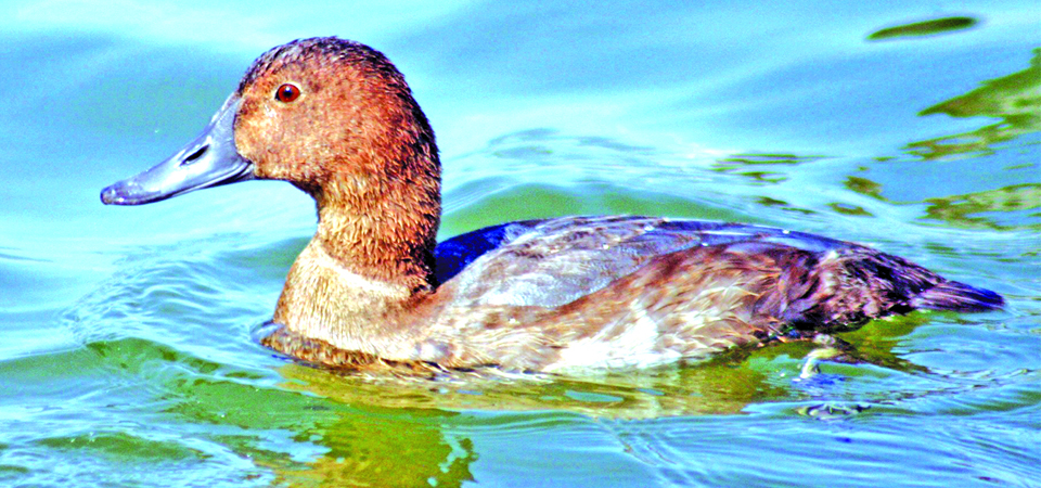 migratory-water-bird-number-on-decline