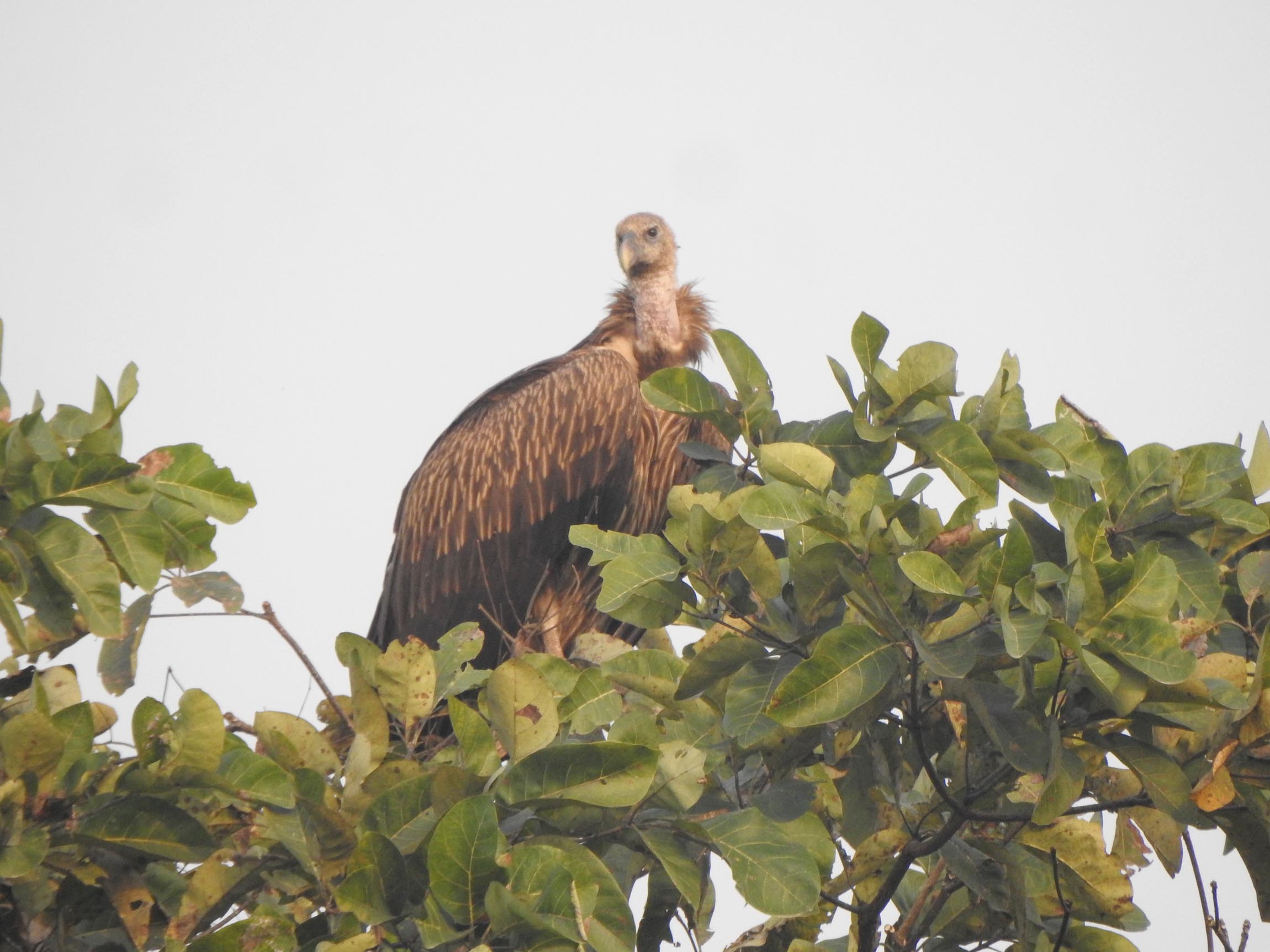 mountain-vultures-reappear-in-kailali-after-two-decades