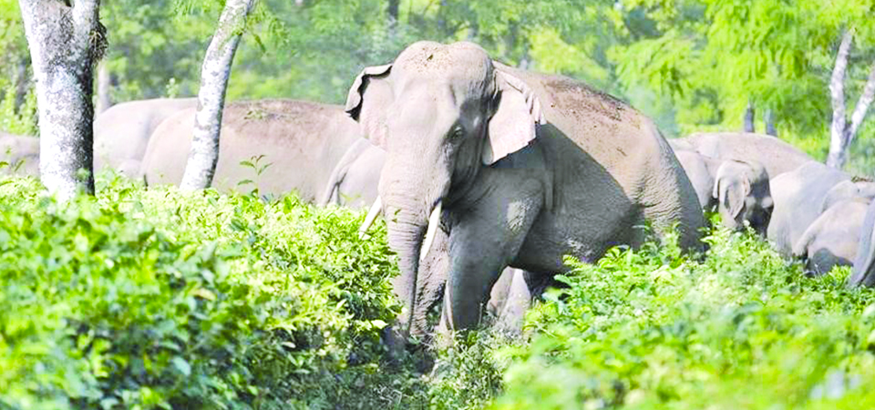 premature-death-of-elephant-raises-concerns-at-cnp