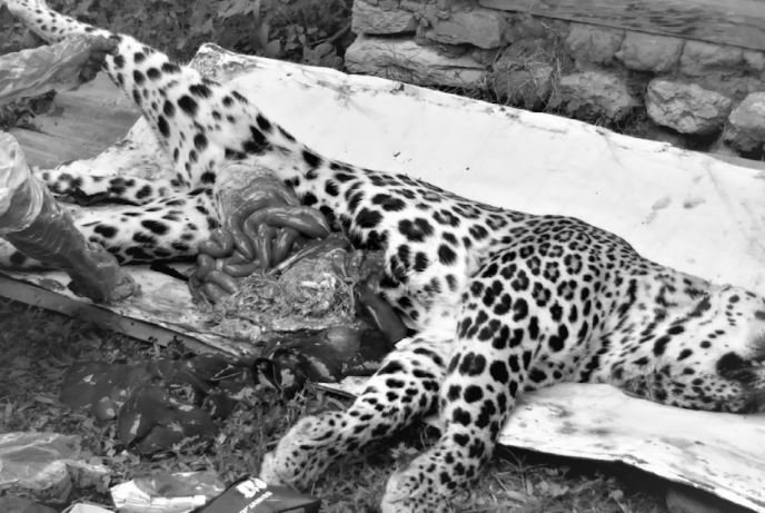 nine-leopards-killed-in-4-years-due-to-lack-of-treatment