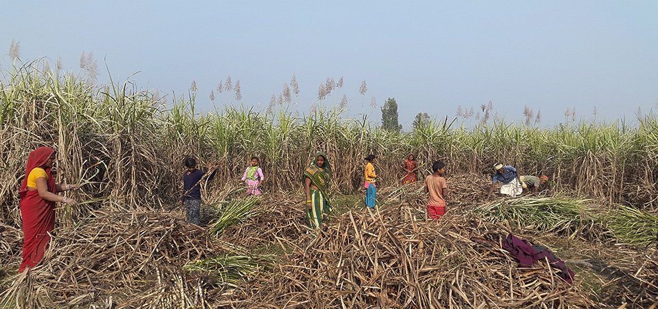 sarlahi-sugar-mills-start-importing-sugarcane-from-india