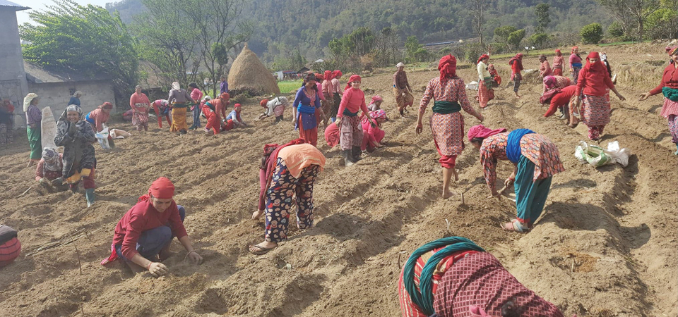local-women-cultivate-barren-land-through-collective-farming