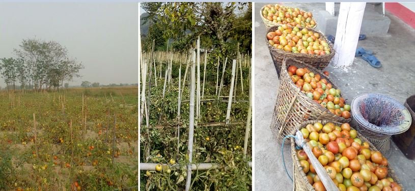 nepali-vegetables-rot-in-fields-as-cheap-indian-products-capture-market