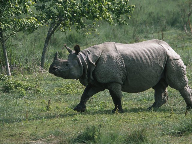 chitwan-rhino-herds-migrating-west