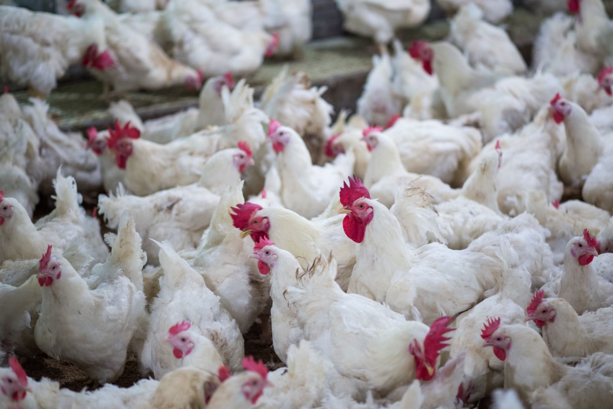 death-of-chicken-in-bulk-worries-farmers
