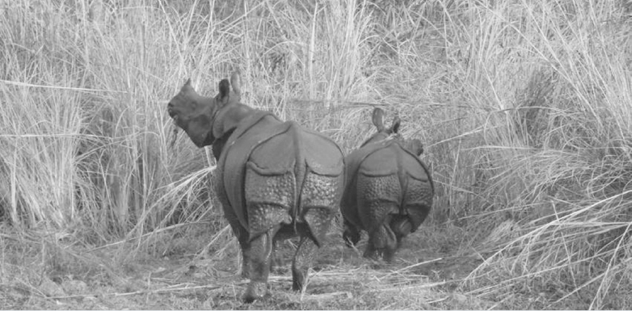 chitwan-rhinos-migrating-towards-west