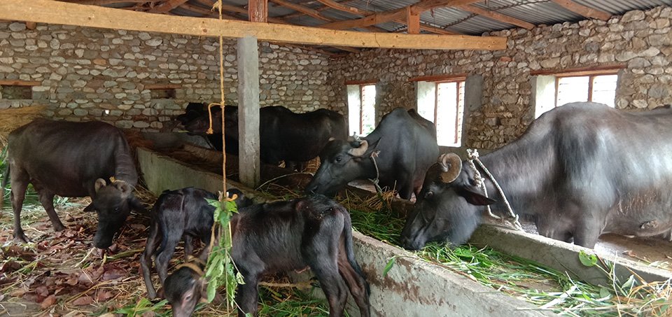 lack-of-market-for-milk-disappoints-farmers-in-jajarkot