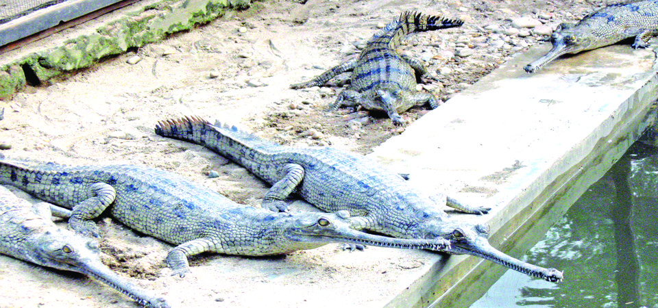 no-growth-of-gharial-in-natural-habitat