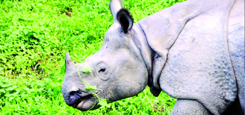 poachers-kill-four-rhinos-in-six-months