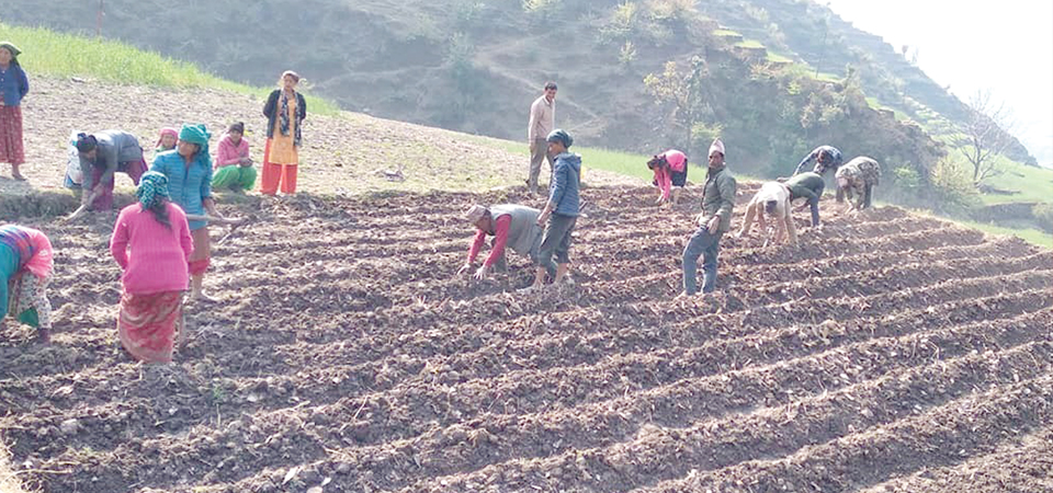 bajura-farmers-trained-on-modern-potato-cultivation