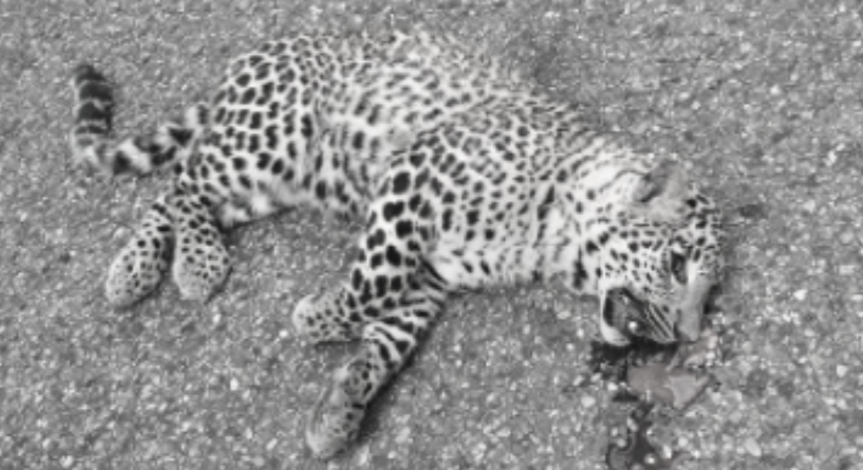 cheetah-cub-found-dead-on-highway
