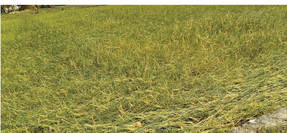 heavy-rains-hailstorms-damage-wheat-crops-in-east-nawalparasi