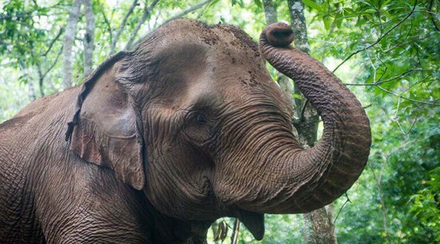two-injured-in-elephant-attack