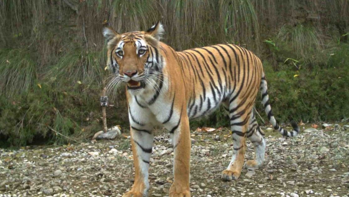 one-killed-in-tiger-attack
