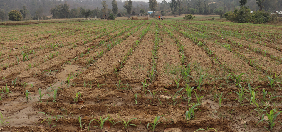 irrigation-facility-makes-farmers-less-dependent-on-rains