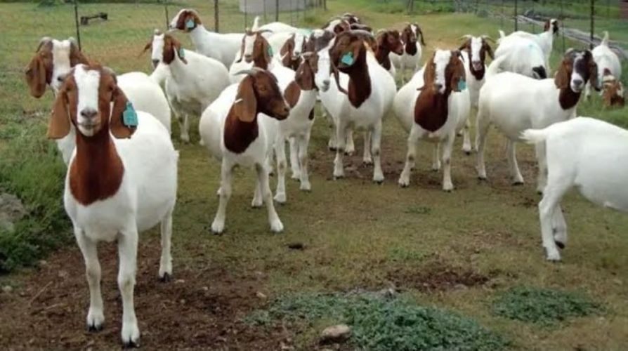 boer-goats-distributed-to-chepang-people-for-income-generation