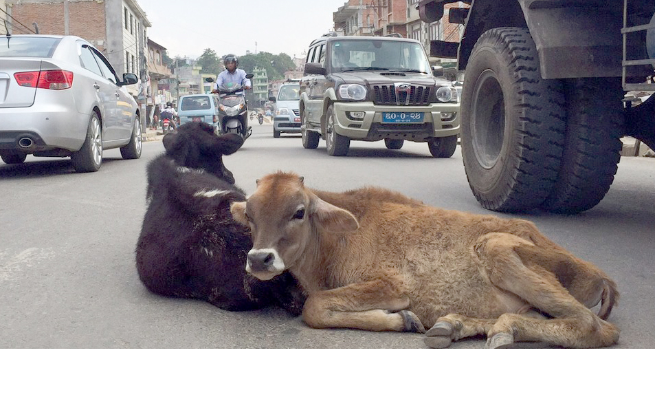 stray-cattle-to-be-fitted-with-gps-collar-in-kathmandu