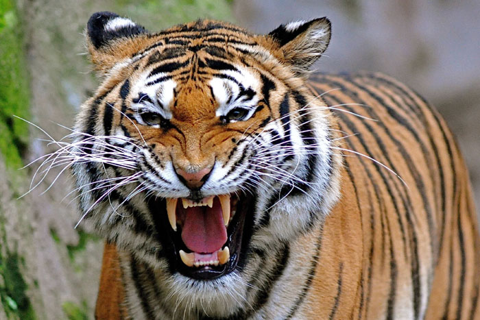 injured-bengal-tiger-dies