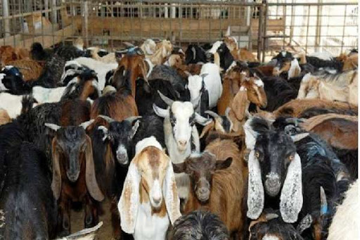 bandipur-to-be-developed-as-a-pocket-area-for-goat-keeping
