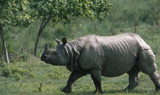 rhino-census-begins-at-shuklaphanta-national-park