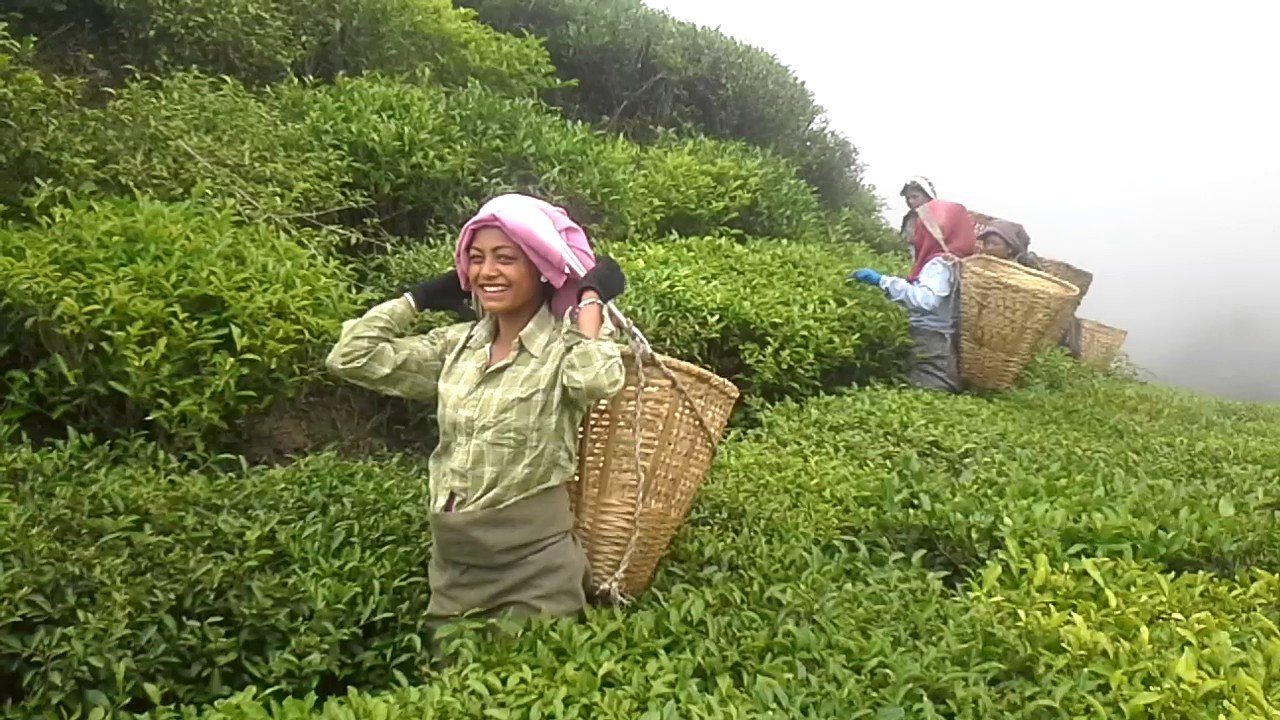 harvesting-of-tealeaves-for-this-season-begins