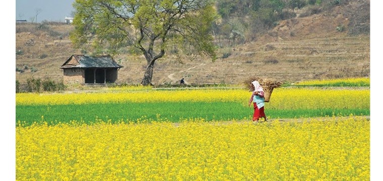 mustard-crop-production-increases-in-kailali-sending-happiness-to-farmers